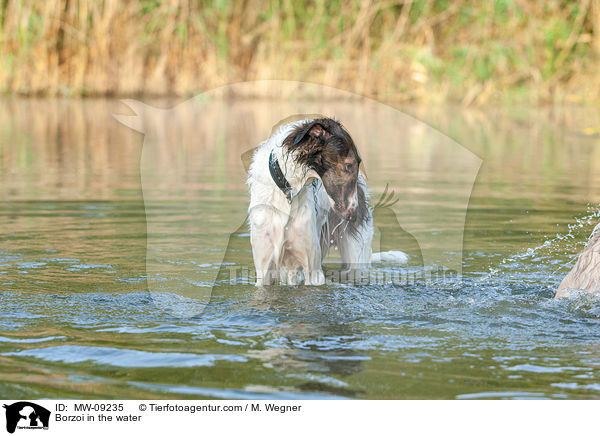 Borzoi in the water / MW-09235