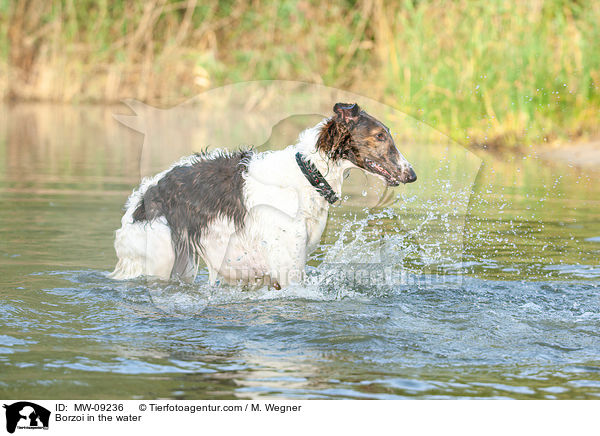 Borzoi in the water / MW-09236