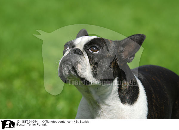 Boston Terrier Portrait / Boston Terrier Portrait / SST-01654