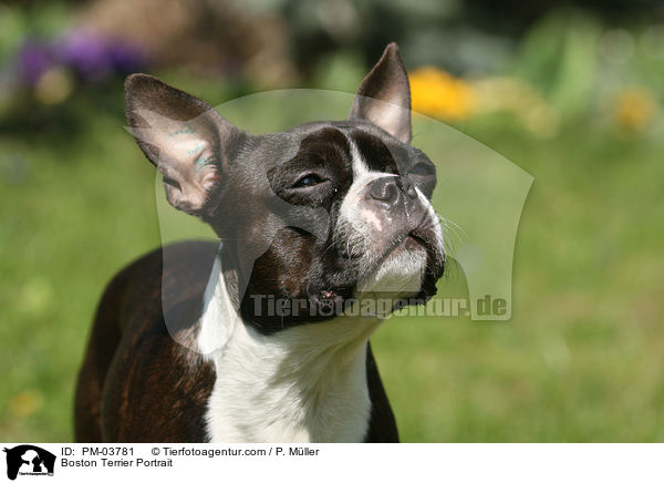 Boston Terrier Portrait / PM-03781