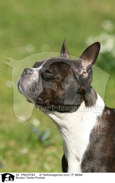 Boston Terrier Portrait / PM-03783
