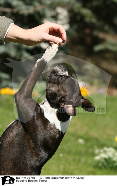 begging Boston Terrier / PM-03785