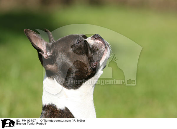 Boston Terrier Portrait / PM-03797