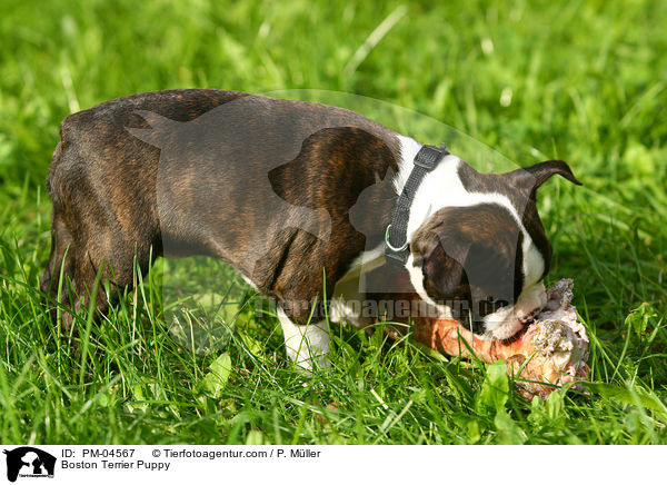 Boston Terrier Puppy / PM-04567