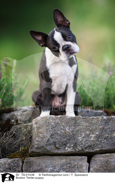Boston Terrier puppy / TS-01038