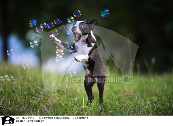 Boston Terrier puppy / TS-01040