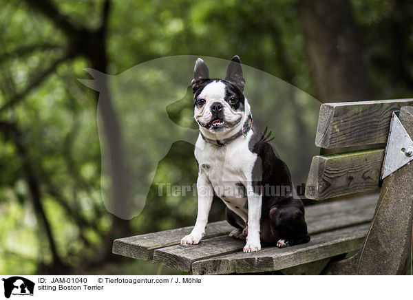 sitting Boston Terrier / JAM-01040