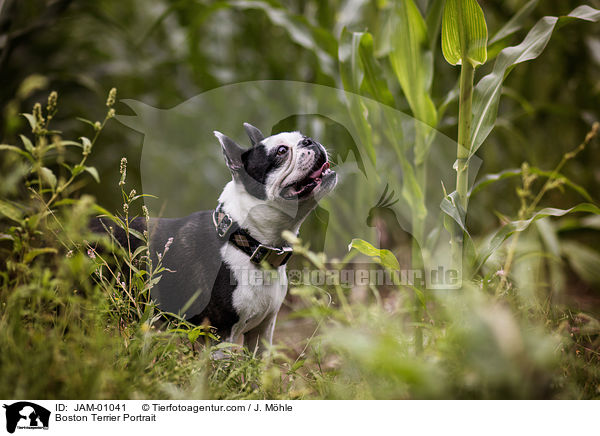 Boston Terrier Portrait / JAM-01041
