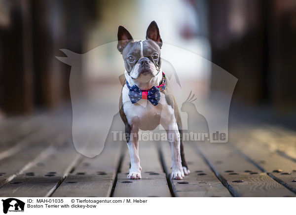 Boston Terrier with dickey-bow / MAH-01035