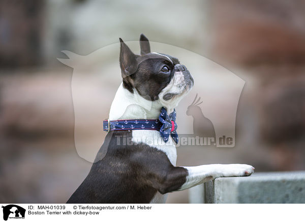 Boston Terrier with dickey-bow / MAH-01039