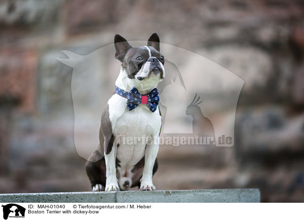 Boston Terrier mit Fliege / Boston Terrier with dickey-bow / MAH-01040