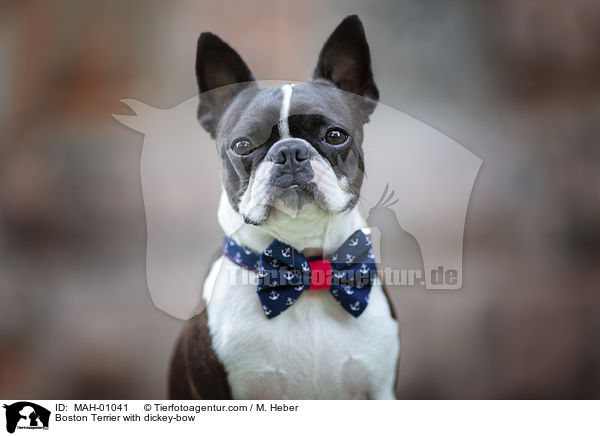 Boston Terrier with dickey-bow / MAH-01041