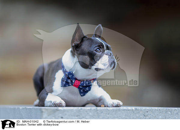 Boston Terrier with dickey-bow / MAH-01042
