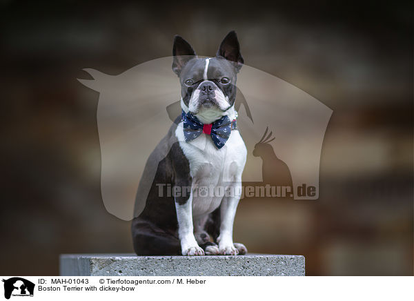 Boston Terrier mit Fliege / Boston Terrier with dickey-bow / MAH-01043