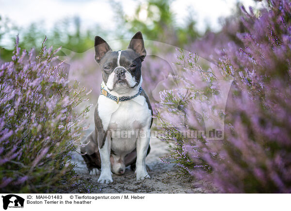 Boston Terrier in the heather / MAH-01483