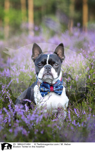 Boston Terrier in the heather / MAH-01484