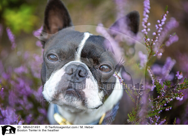 Boston Terrier in the heather / MAH-01491