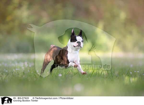running Boston Terrier / BS-07920