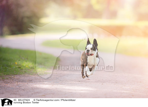 running Boston Terrier / BS-07924