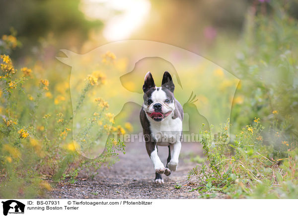 running Boston Terrier / BS-07931