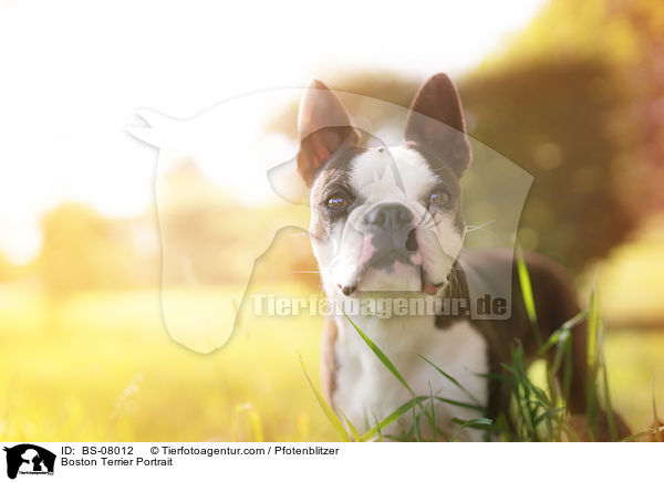 Boston Terrier Portrait / BS-08012