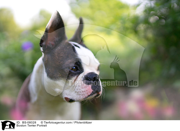 Boston Terrier Portrait / BS-08028