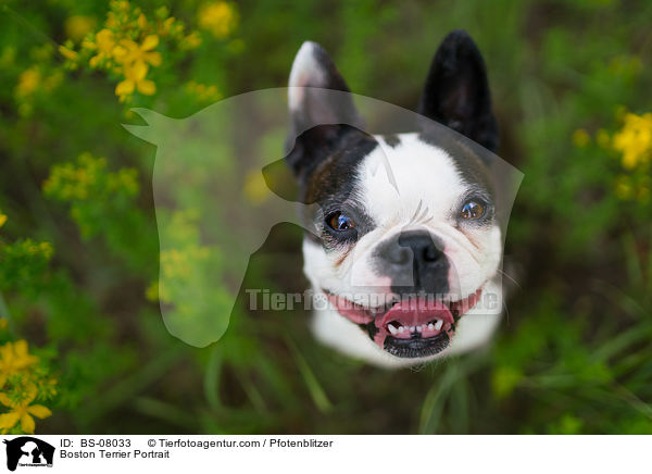 Boston Terrier Portrait / BS-08033