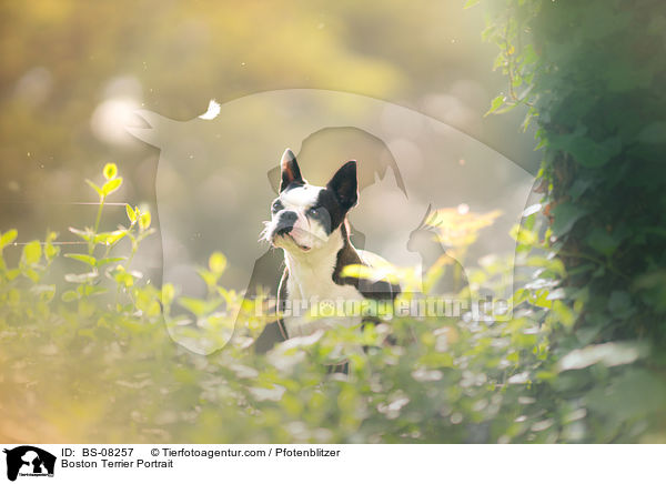 Boston Terrier Portrait / Boston Terrier Portrait / BS-08257