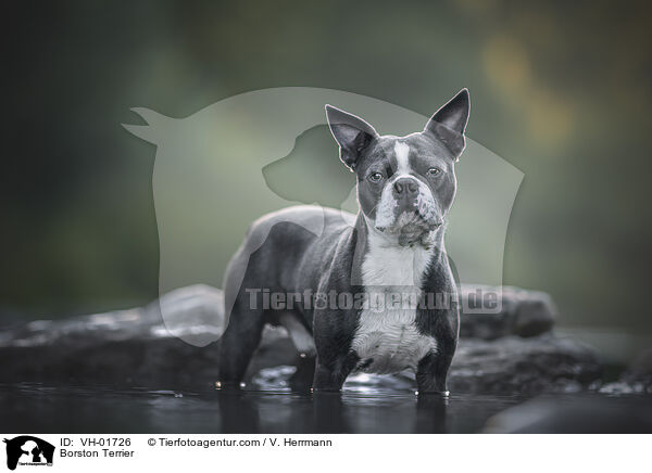Borston Terrier / VH-01726