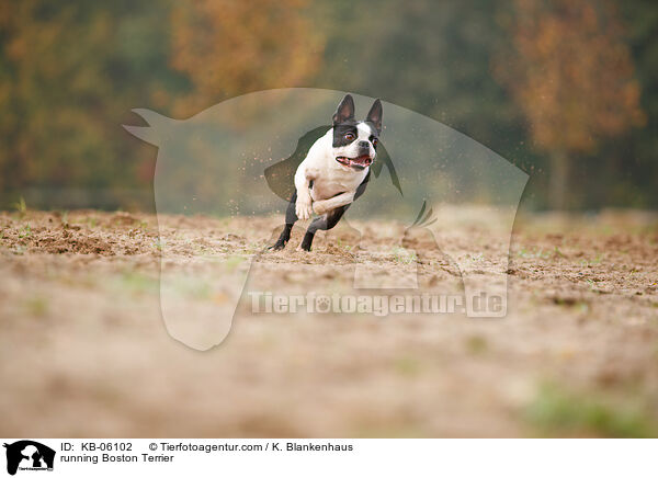 running Boston Terrier / KB-06102