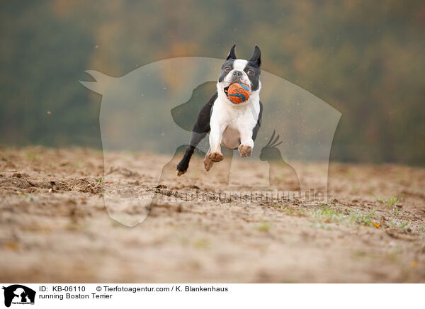 running Boston Terrier / KB-06110