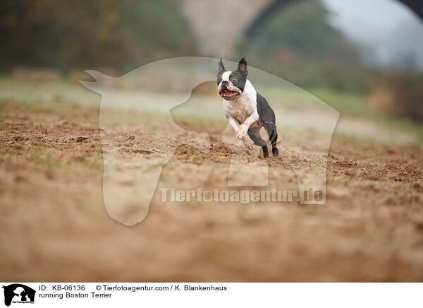 running Boston Terrier / KB-06136