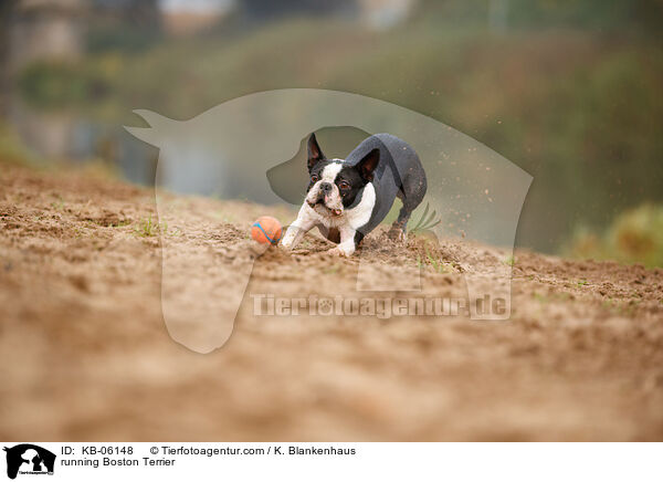 running Boston Terrier / KB-06148