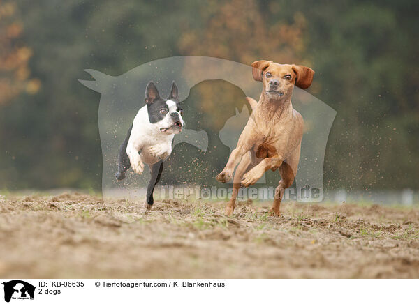 2 dogs / KB-06635