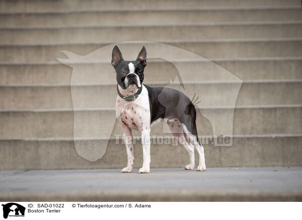 Boston Terrier / SAD-01022