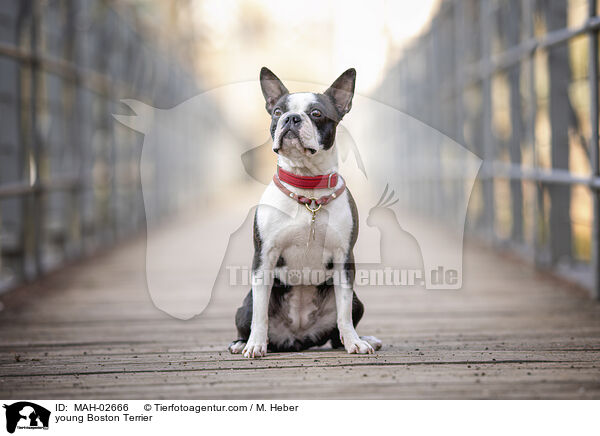 young Boston Terrier / MAH-02666