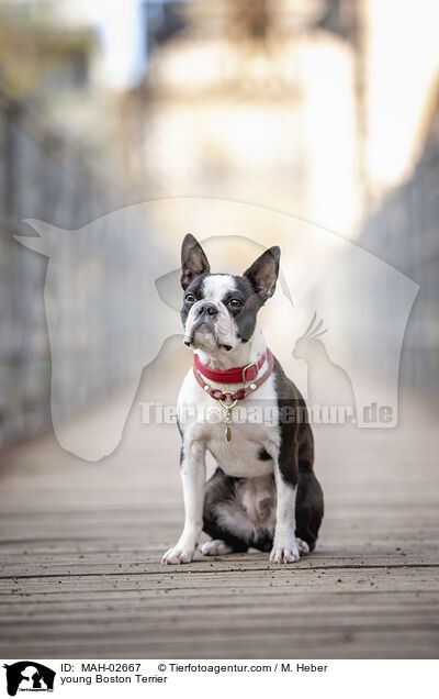 young Boston Terrier / MAH-02667