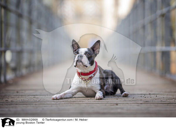 young Boston Terrier / MAH-02668