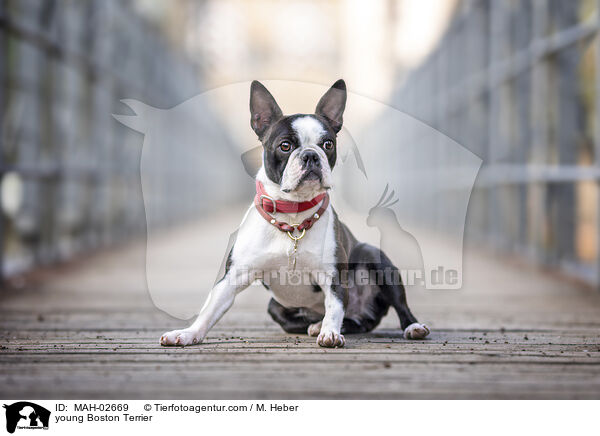 junger Boston Terrier / young Boston Terrier / MAH-02669