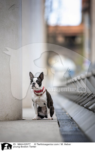 young Boston Terrier / MAH-02677