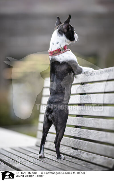 young Boston Terrier / MAH-02680