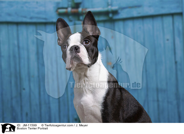Boston Terrier Portrait / JM-11599