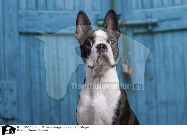 Boston Terrier Portrait / JM-11600