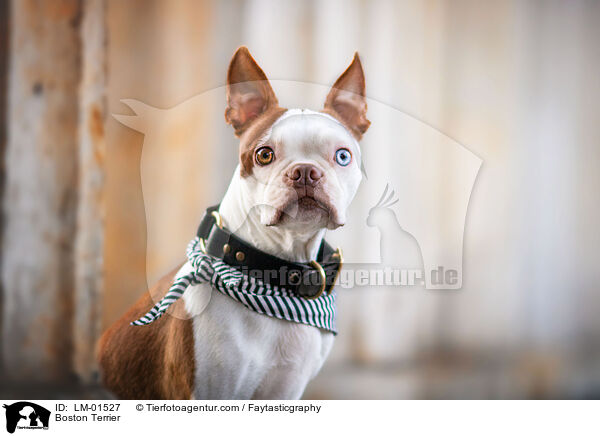 Boston Terrier / LM-01527