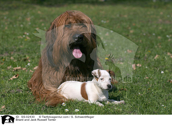 Briard and Jack Russell Terrier / SS-02430