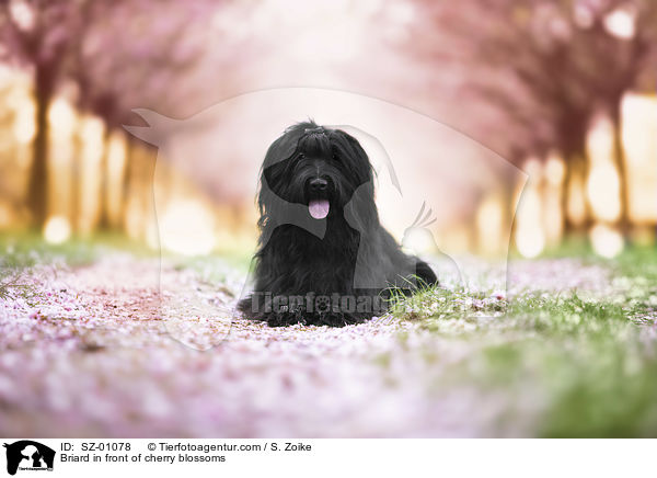 Briard in front of cherry blossoms / SZ-01078