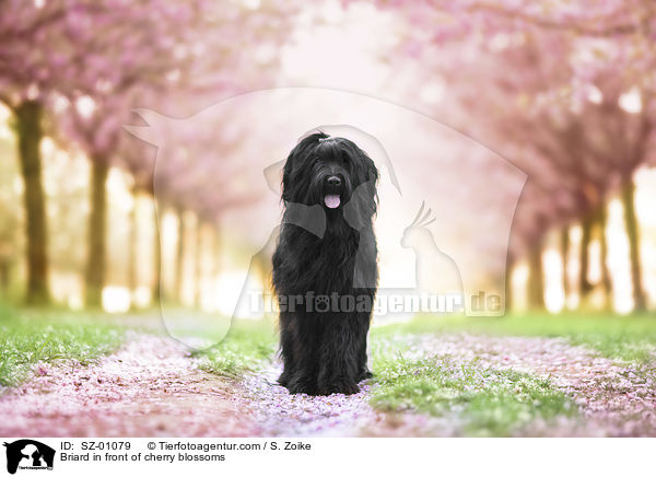 Briard in front of cherry blossoms / SZ-01079