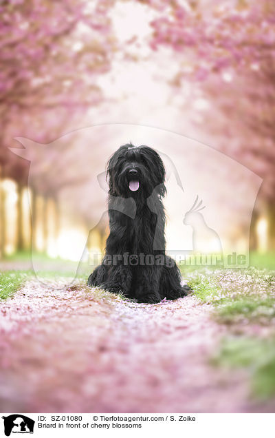 Briard in front of cherry blossoms / SZ-01080