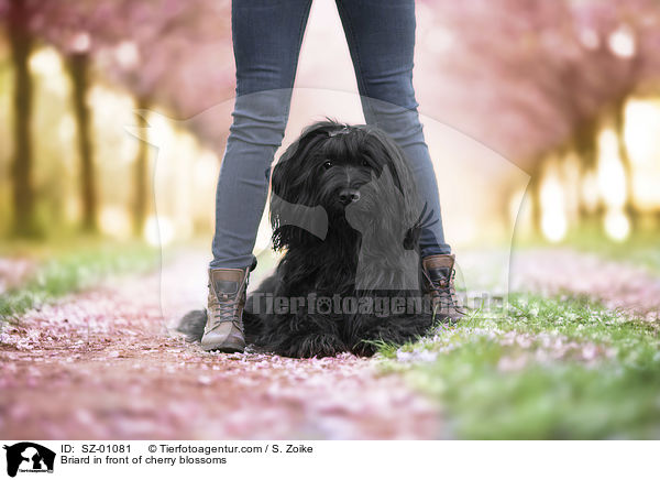 Briard in front of cherry blossoms / SZ-01081