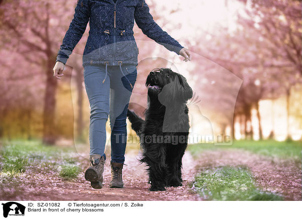 Briard in front of cherry blossoms / SZ-01082